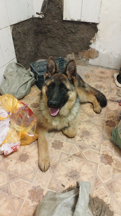 Ищем невесту !Немецкую овчарку