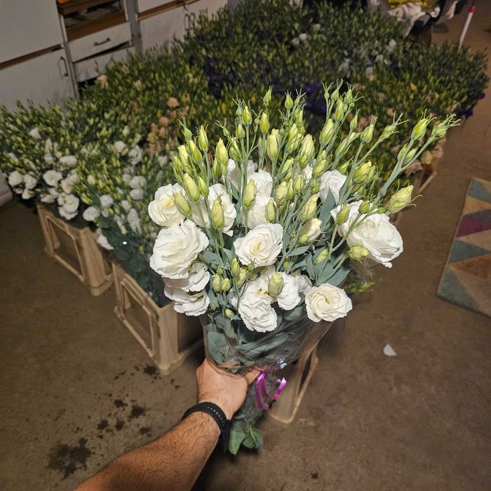 Lisianthus - flori en gross 5 culori