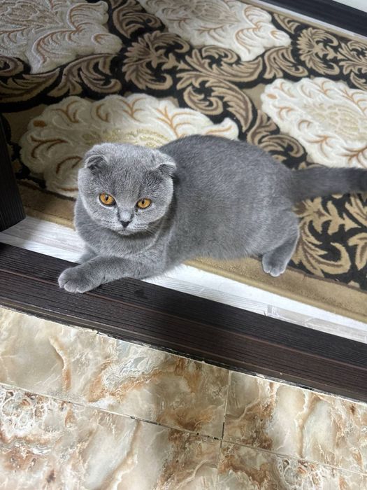Продаётся кошка породы Скоттиш-фолд (девочка), 9 месяцев