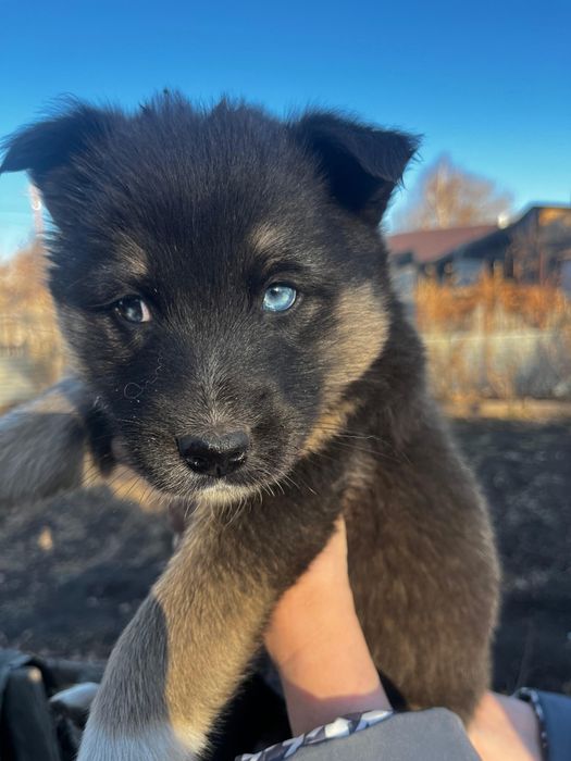 Отдам в добрые заботливые руки щенят