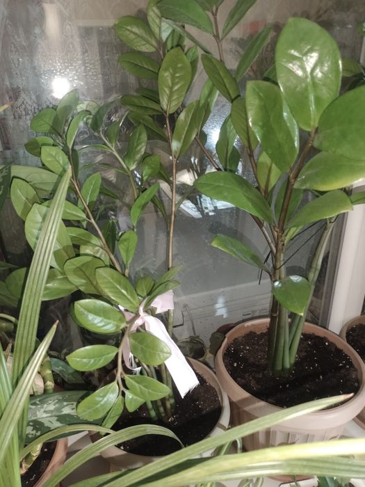 Продам Замиакулькас ..