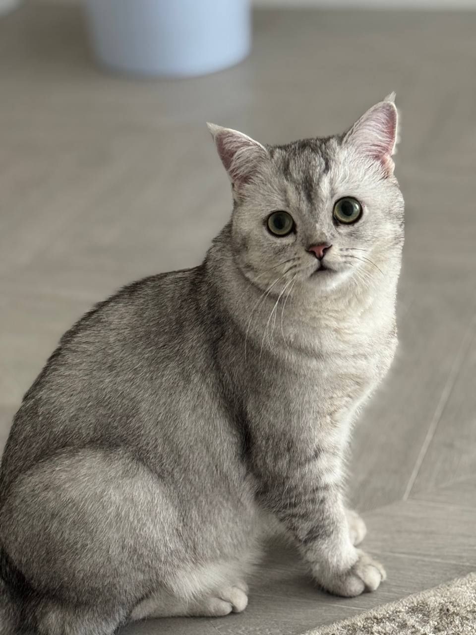 7 oyli кошка Британски дамашний

британский серебристый шиншилла
