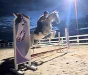 Vand cal de sport unguresc