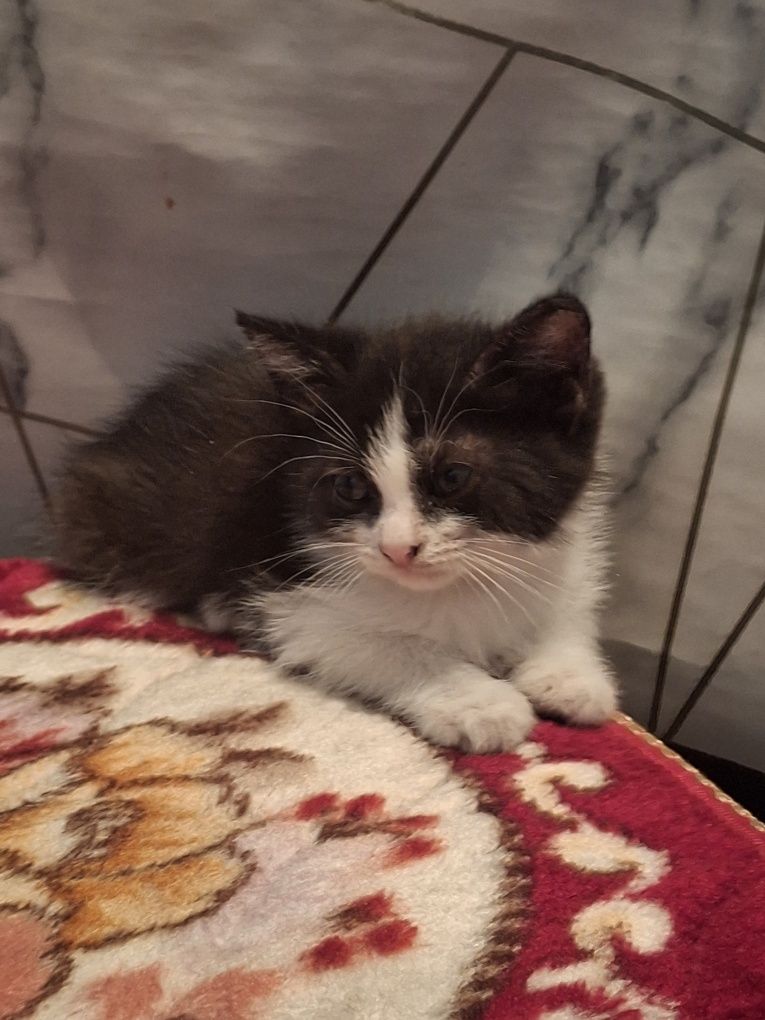 Котёнок бесплатно