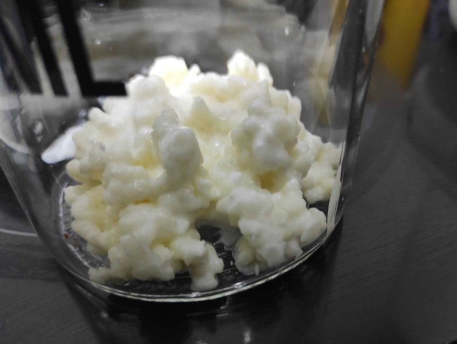 Kit granule kefir (chefir) cu instrucțiuni  pentru începători