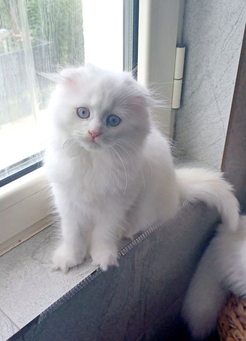 Schottish longhair