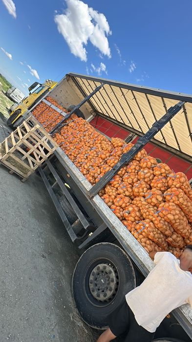 Vând cartofi de Covasna en gros la 2 lei kg