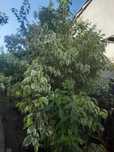 Vand FICUS Benjamina