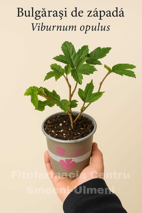 BULGĂRAȘ DE ZĂPADĂ ,Viburnum opulus , Calin , Bulgar de zapada