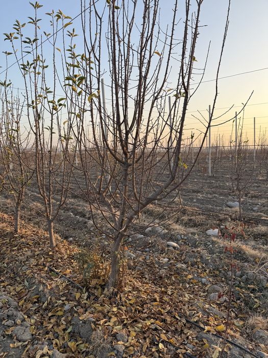 Текин ўтин, боғни бузишга бераман