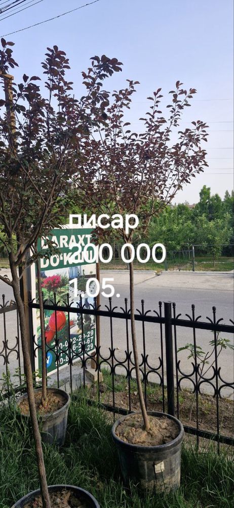 Писар Дарахт сотилвотти