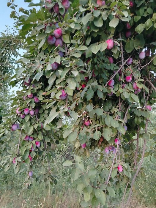 10 gektar bog' mevali olma olcha olhori bog'