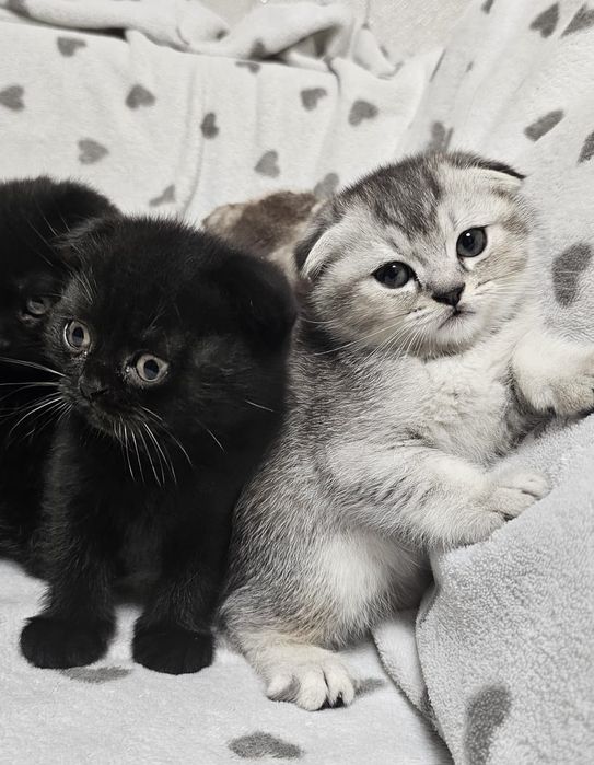 Котятки вислоухие