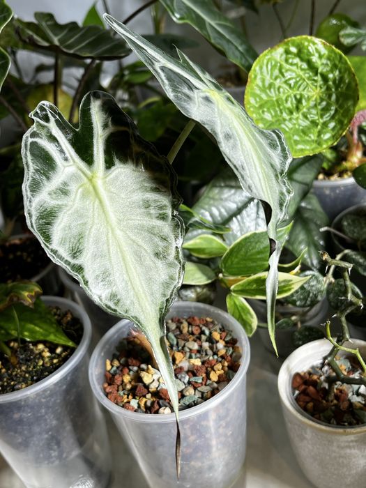 Клубни алоказии Амазоника вариегатная, Venom