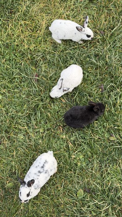 Vand pui de iepure rasa pura rex