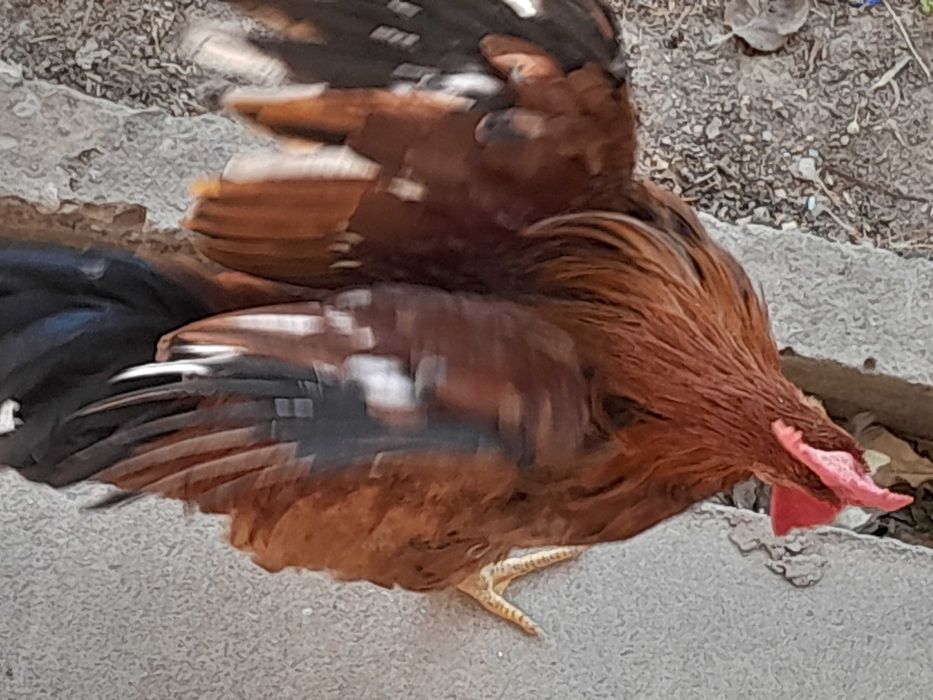 Петухи 8 месяцев