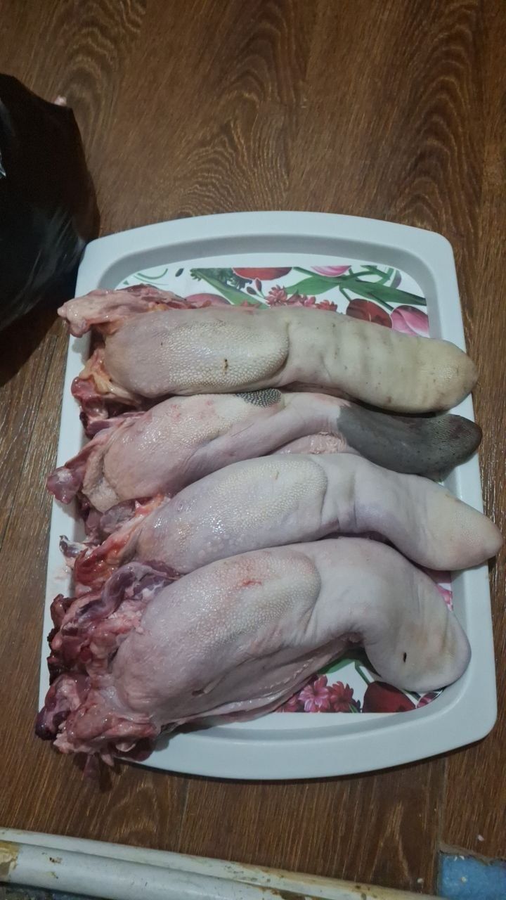 Mol tili optom donaga ham bor