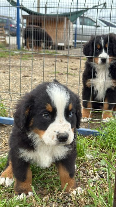 Pui Ciobanesc de Berna, Baiat, Cu Pedigree, De Vanzare