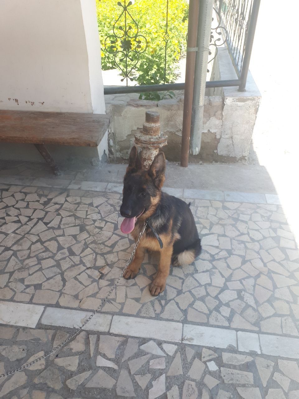Nemis ofcharkasi sotiladi