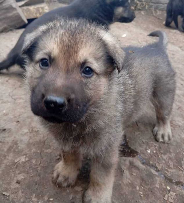Чехословашки вълчак източно-европейска овчарка