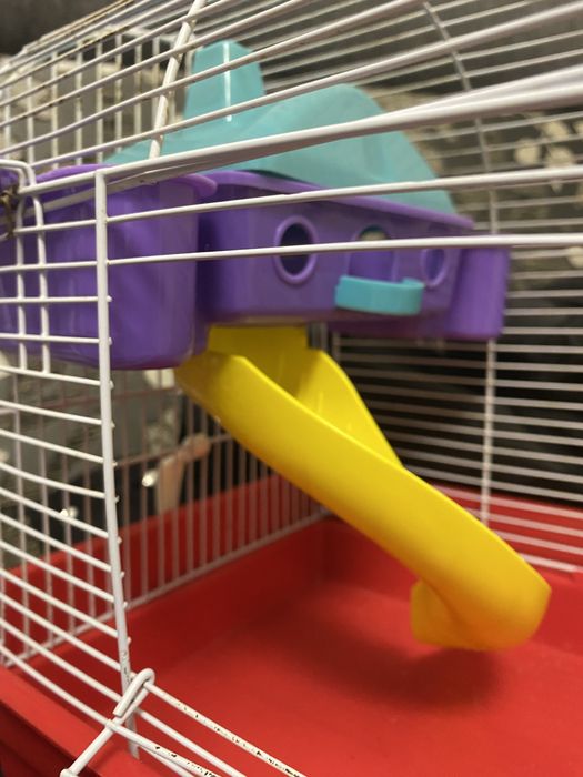 cusca hamsteri pitici