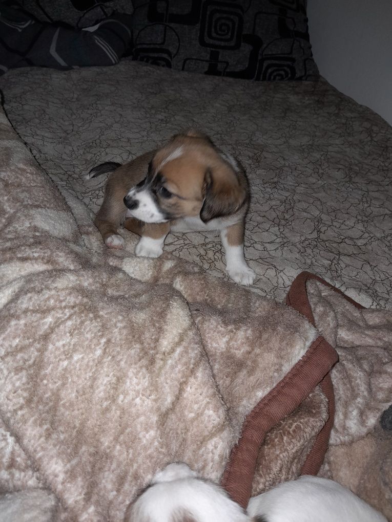 Donez pui de metis cu beagle