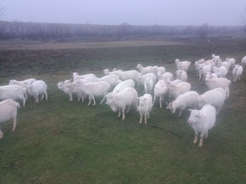Vând capre tinere albe ,rasa sanen și alba de banat