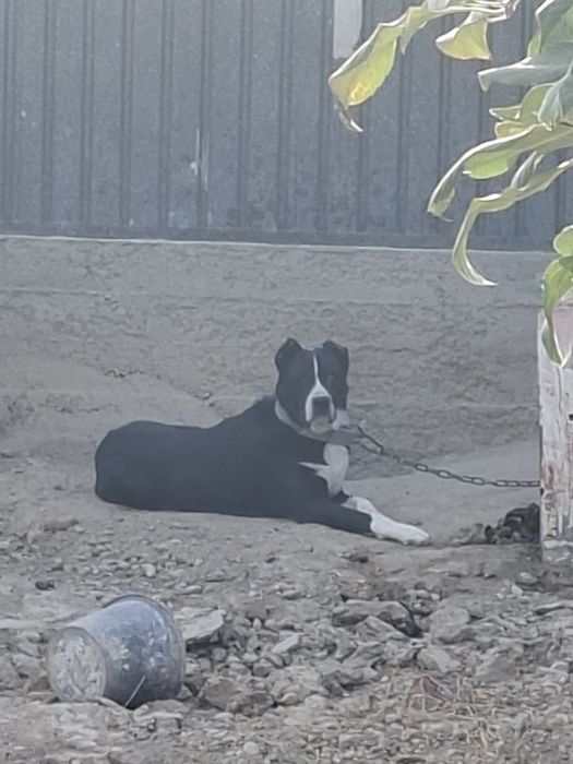 Алабай сатылады,продам собаку порода Алабай