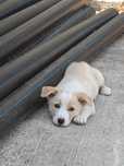 Adoptie Pui de cățel foarte drăguț