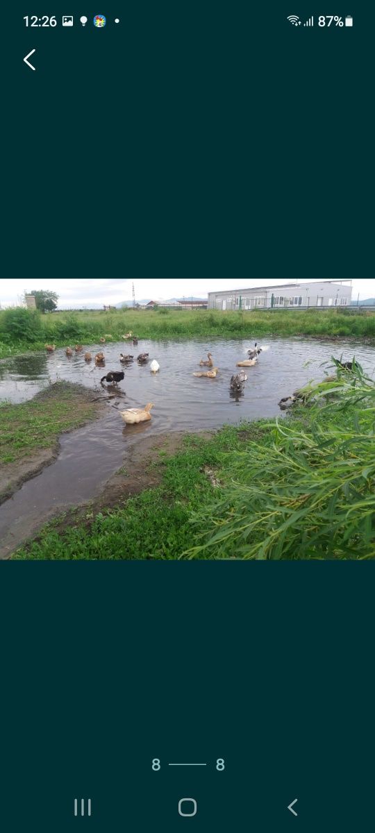 Продавам зелени оплодени кокоши яйца за люпене. 1,50.лв за бр.

Яйца о