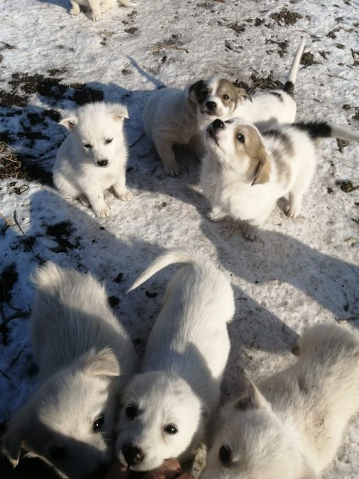 Отдам щенков в хорошие руки