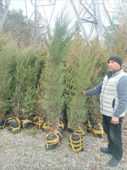 Арча кучатьари сотилади