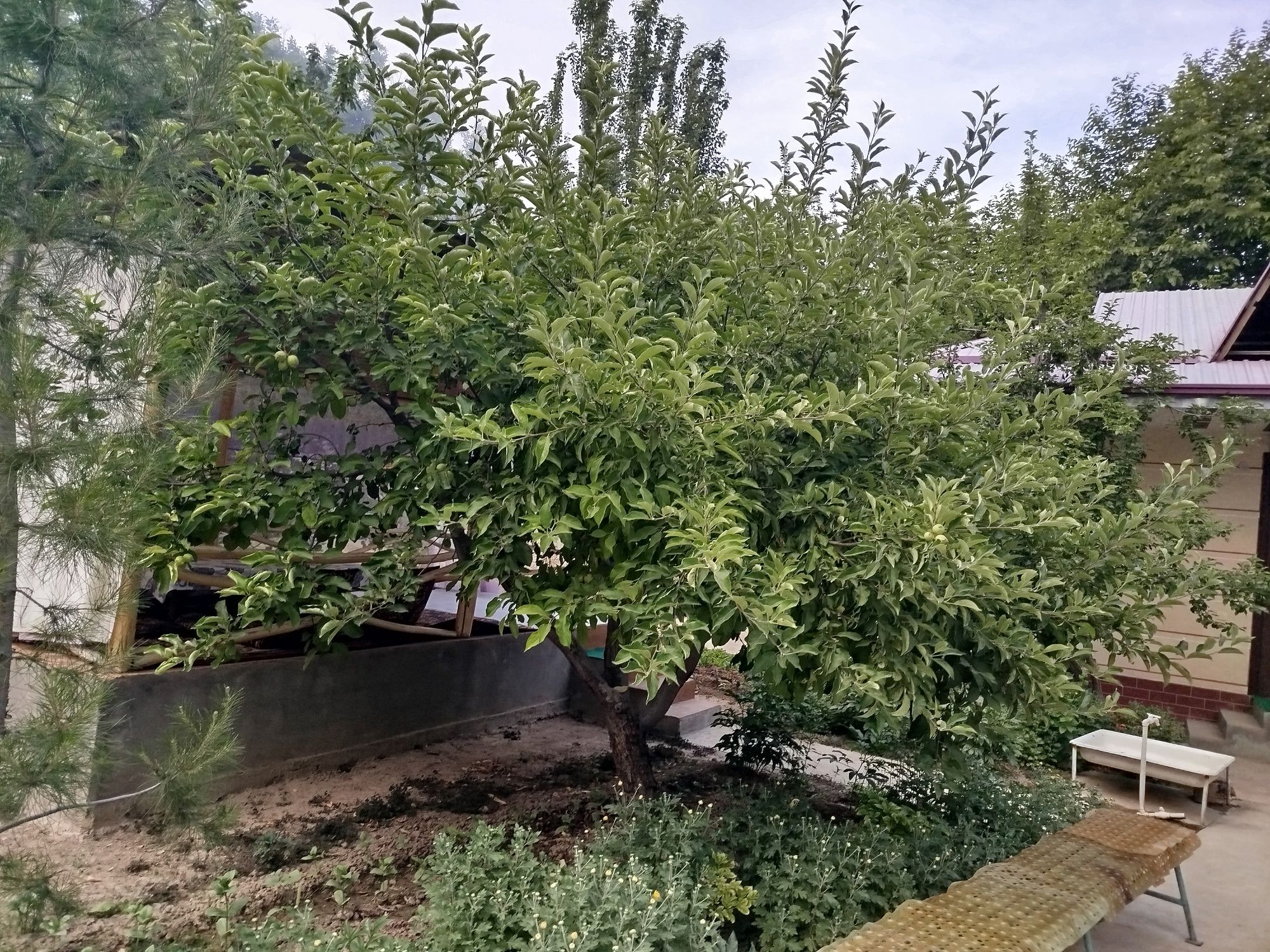 Oqtosh dacha yangi