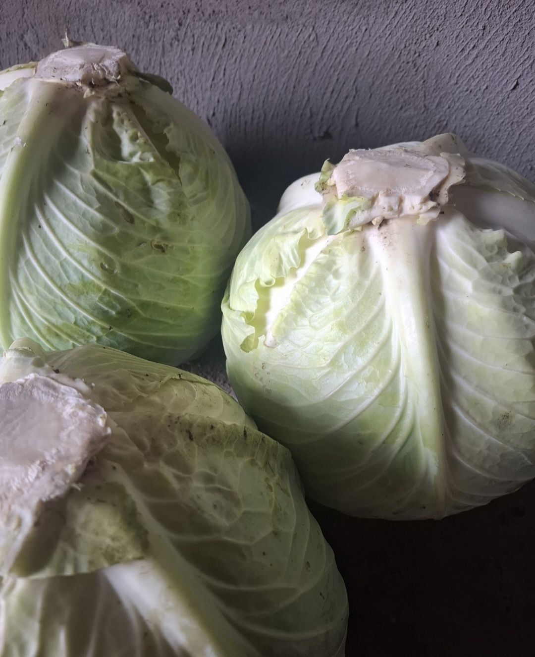 Продам домашнюю капусту