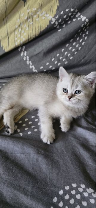 Mushuk sotiladi zoti shirshila 2 oyli boladi