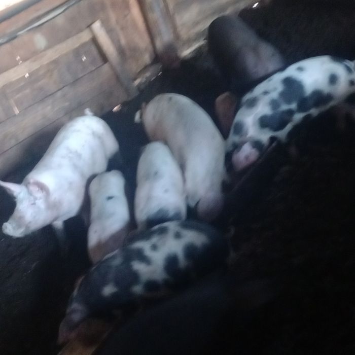 Porci de toate dimensiunile de vânzare de casa