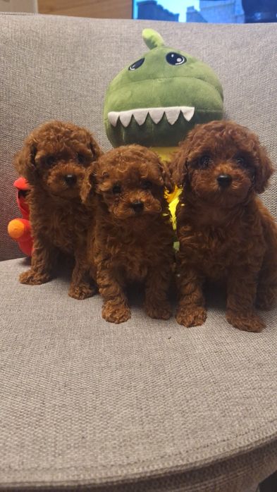 Той пуделчета/TOY PUDEL