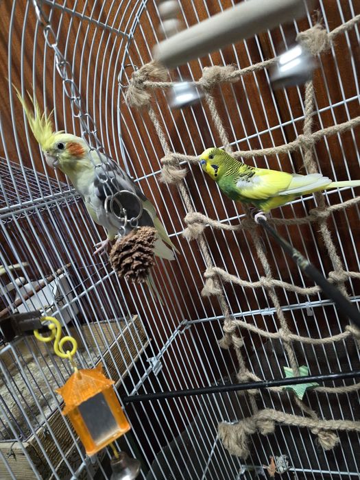 Nimfa blândă crescuta la seringa