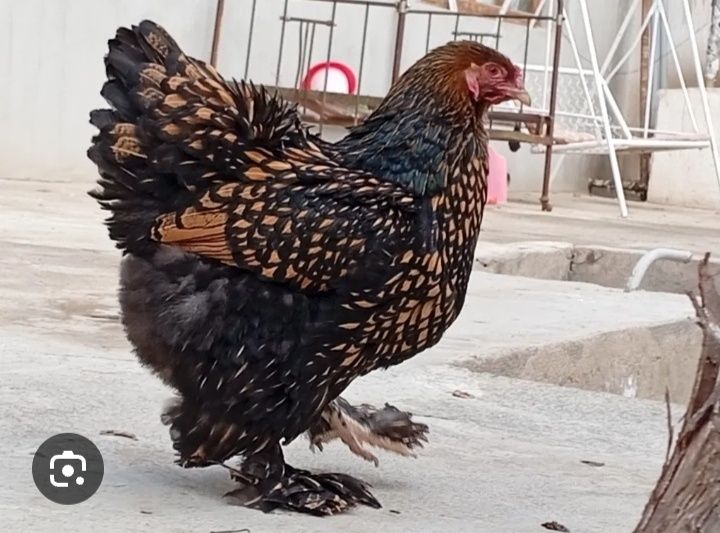 Брама   зотли товукларни  10 кунли жужаларни сотаман