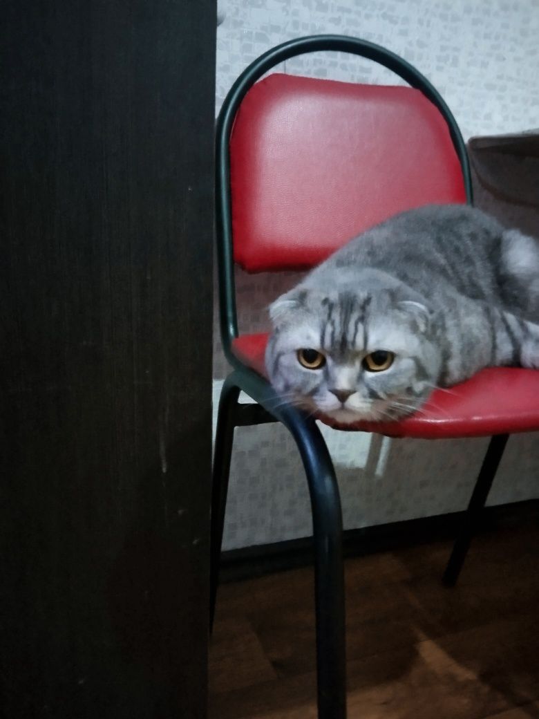 Продам шотландскую вислоухую кошку