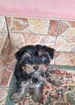 Yorkshire terrier