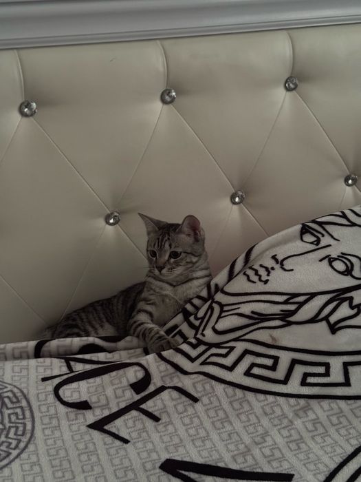 Котенок даром в добрые руки