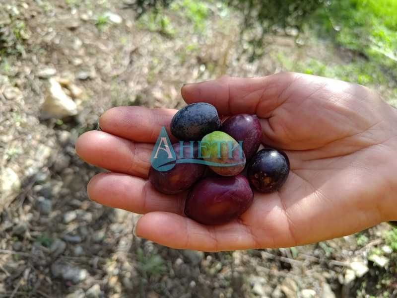 Парцел 2500м2+119маслинови дървета Волви Аспровалта Гърция, полив.с-ма