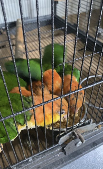 Pui papagali Caique