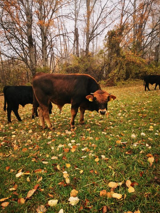 Продавам крави и телета