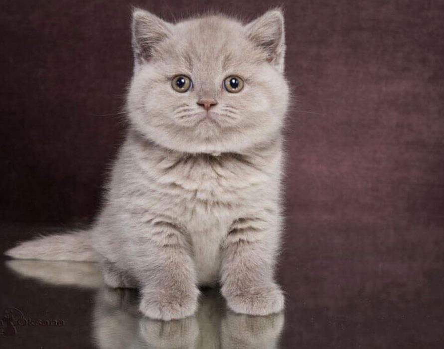 Пушистые комочки счастья ждут своих хозяев!Прекрасный подарок близким!