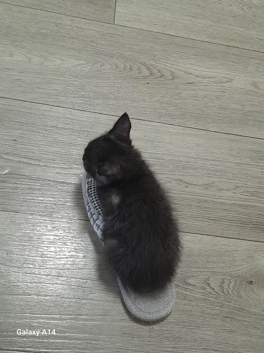 Отдам котёнка 3 месяца в хорошие руки красивого чёрного окраса