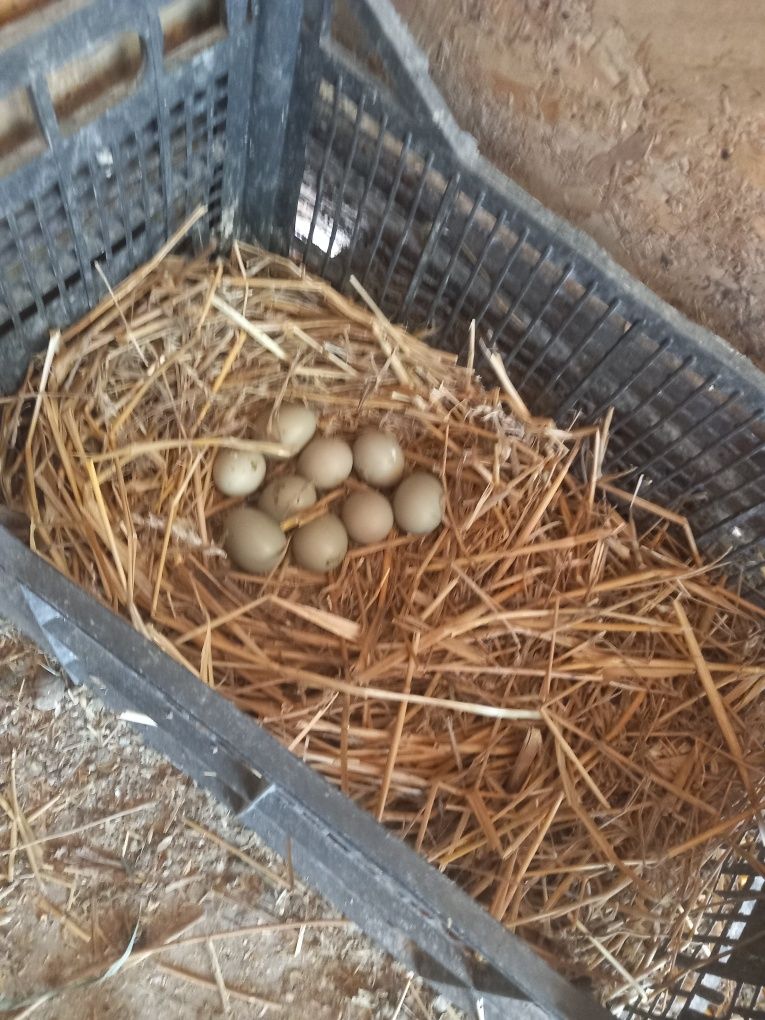 Oua fazan comun pentru reproductie
