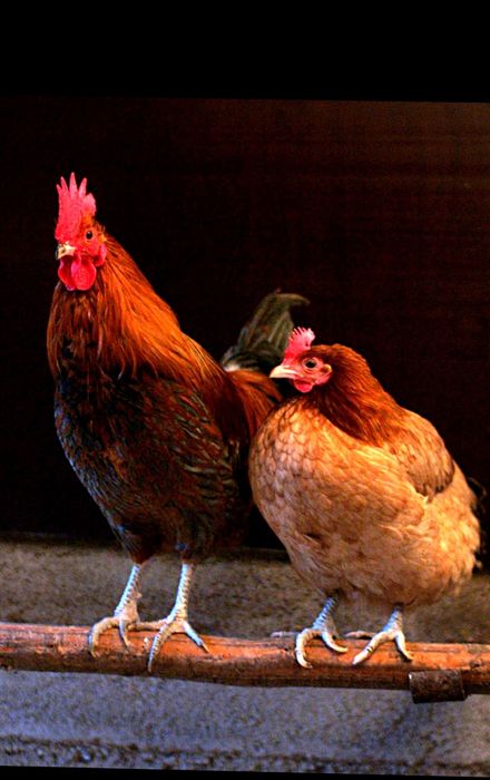 Vând cocoși de țară, crescuți natural, hrăniți cu cereale.