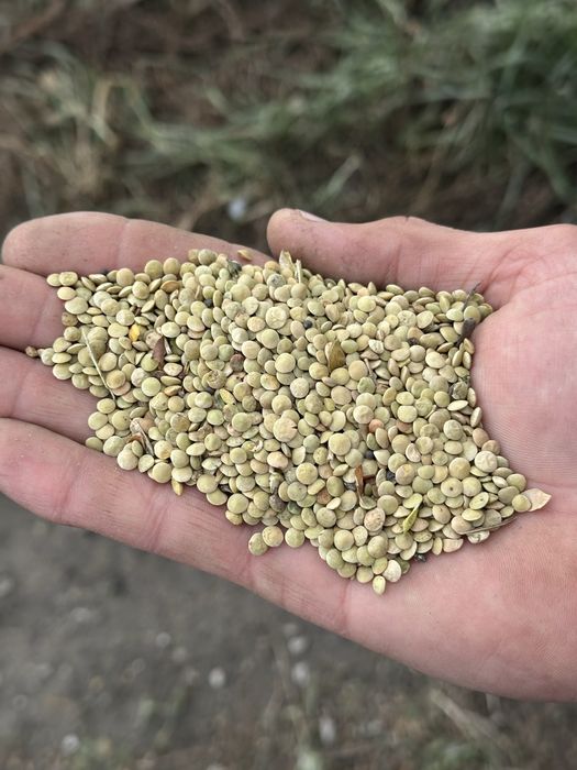 Чечевица зеленая, красная